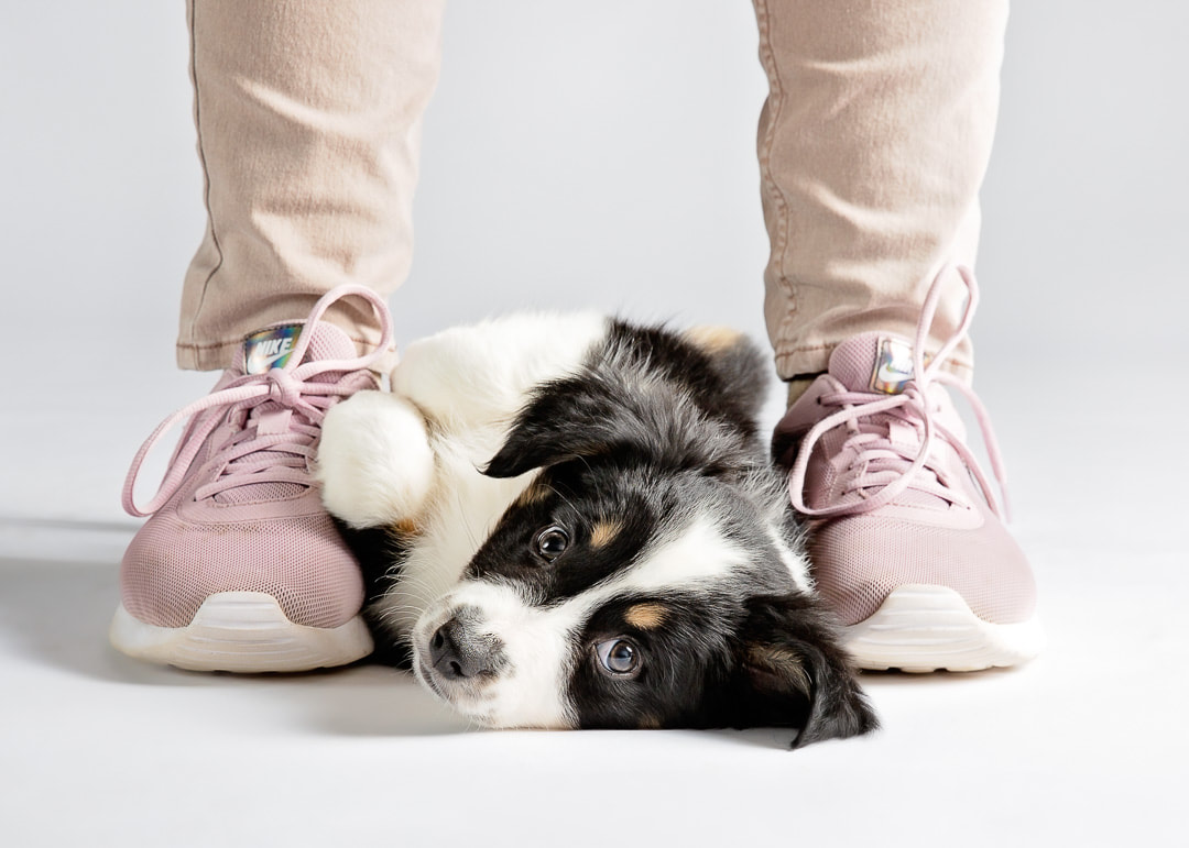 Australian shepherd puppy laying between her owners feet looking at the camera