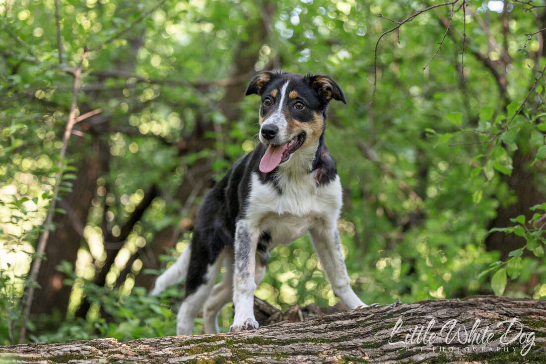 Border Collie puppy standing on a log