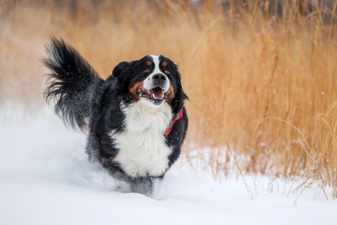 Bernese mountain dog running in the snow with gold grasses