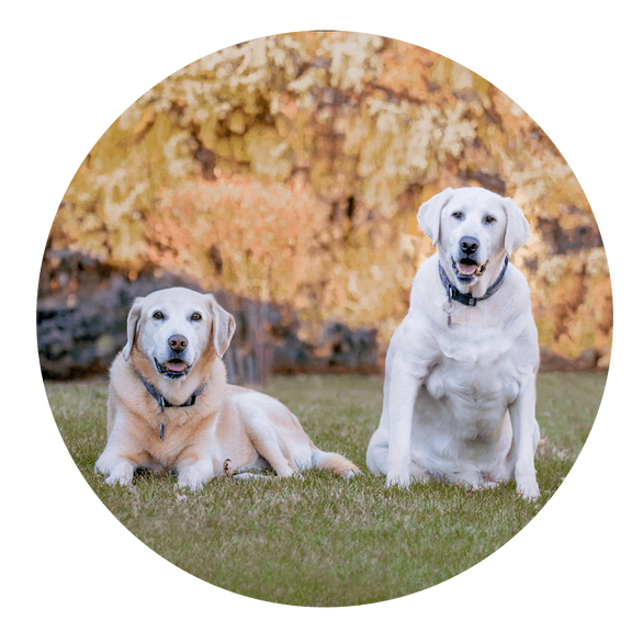 Smiling White and yellow labs sitting in Sioux Falls backyard