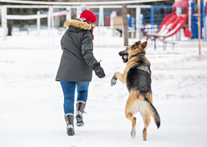 Dog photography Sioux Falls - German shepherd running through the snow with his owner