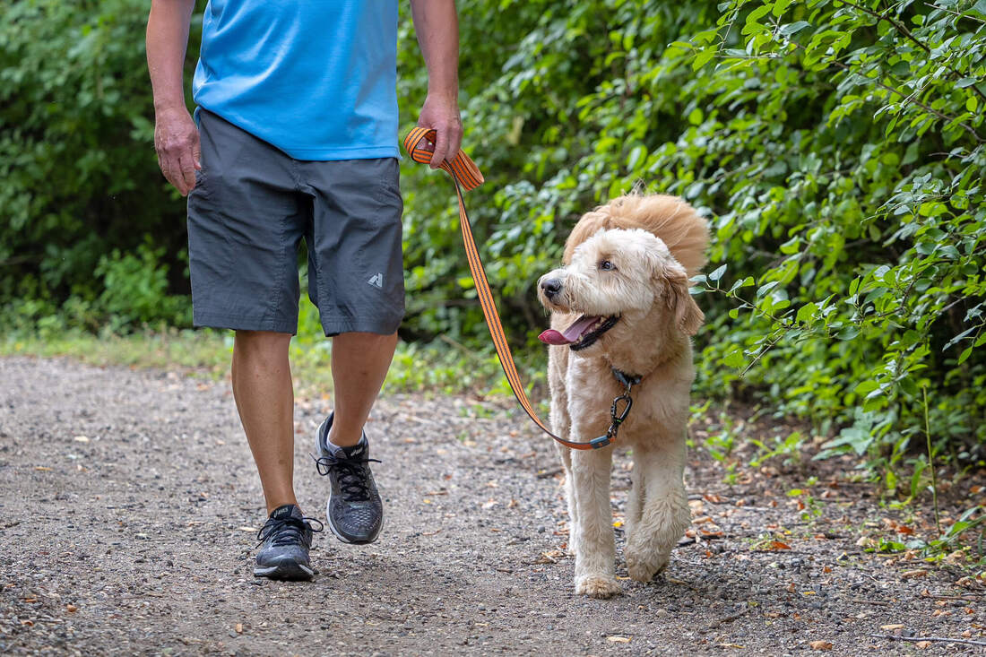 Golden doodle walking along a path with his owner.