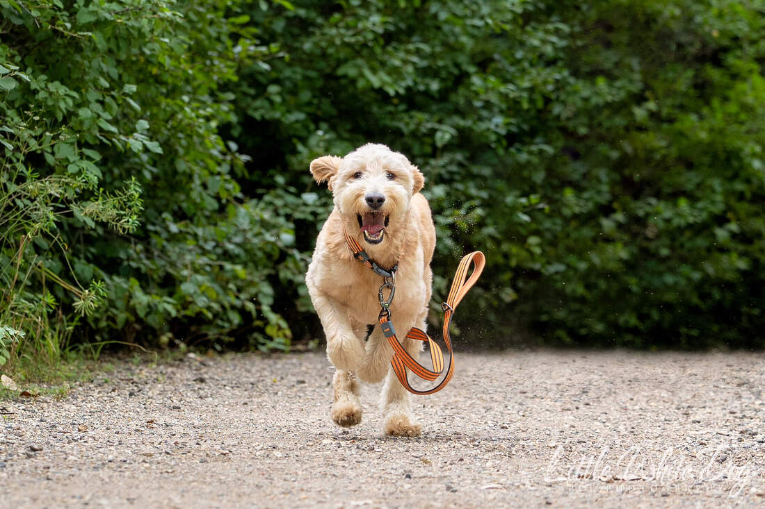 Golden doodle running towards the camera with his orange leash flying through the air.