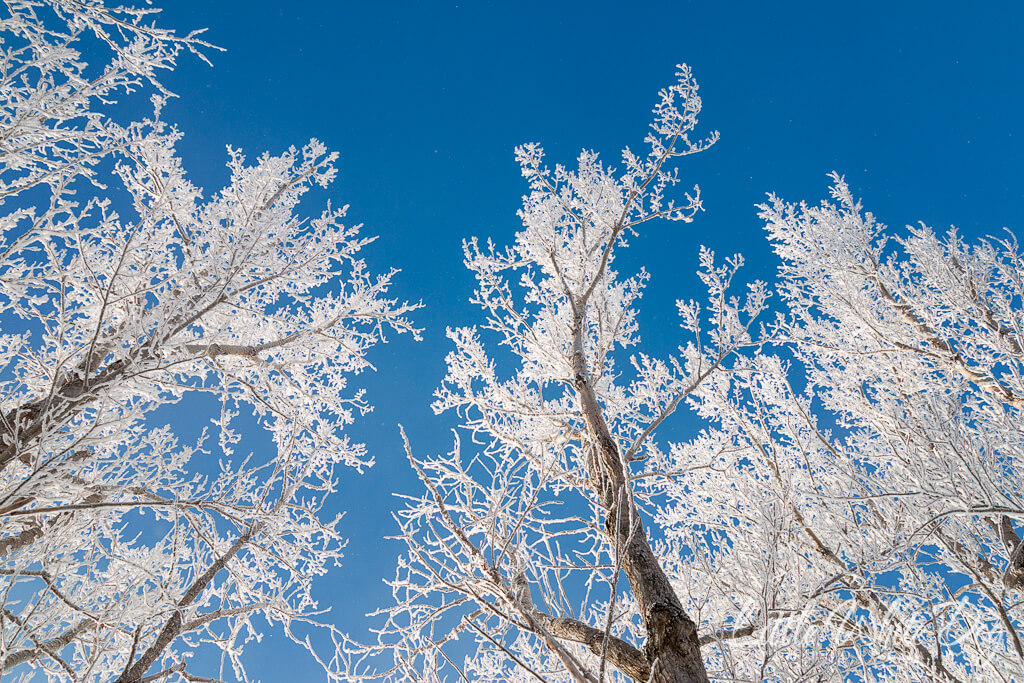 A picture looking up through trees with heavy white hoarfrost against a bright blue sky.