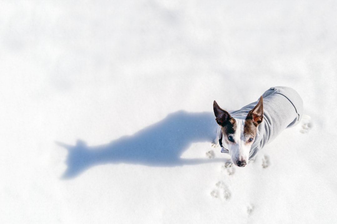 Italian greyhound in the snow