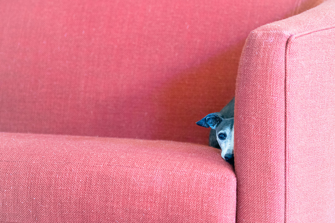 Little brown dog laying in the corner of a red couch