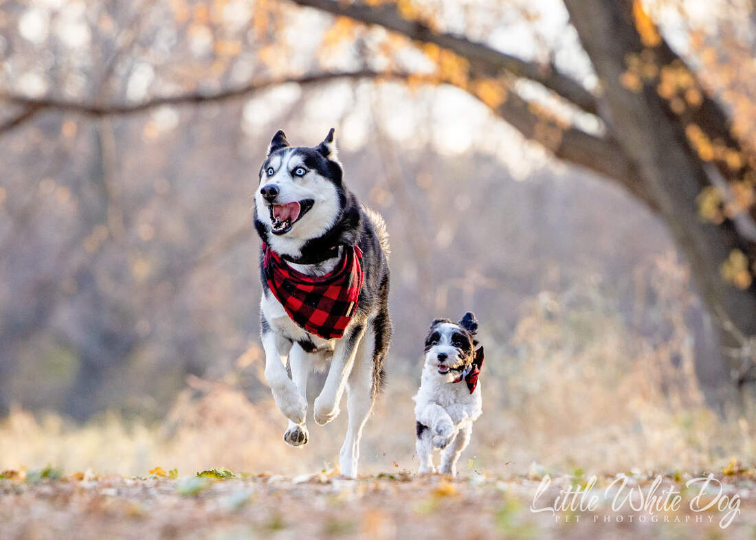 Husky and yorkie poo best friends running through the woods
