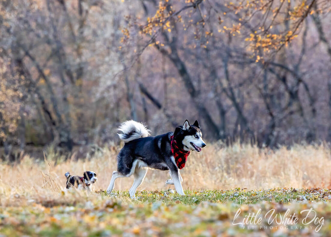 Yorkie poo puppy following husky through the woods in the fall