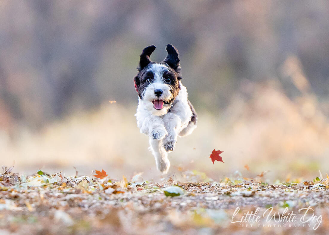 Yorkie poo running through leaves on a trail
