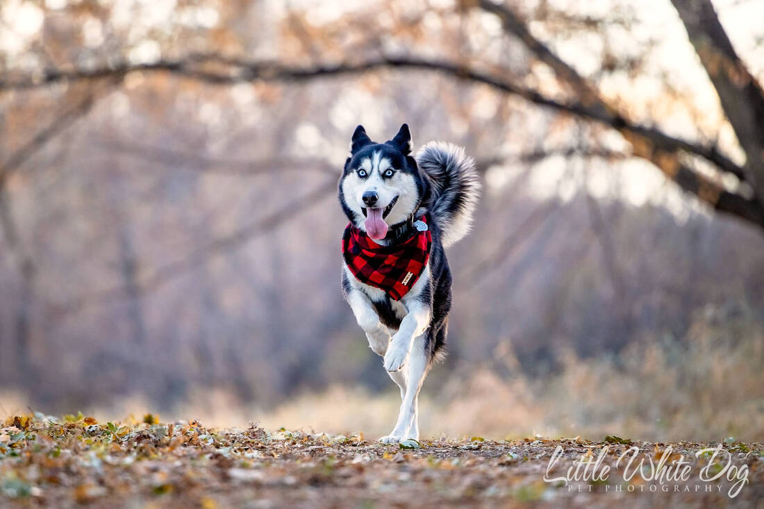 Husky running through wooded trail with red plaid bandana