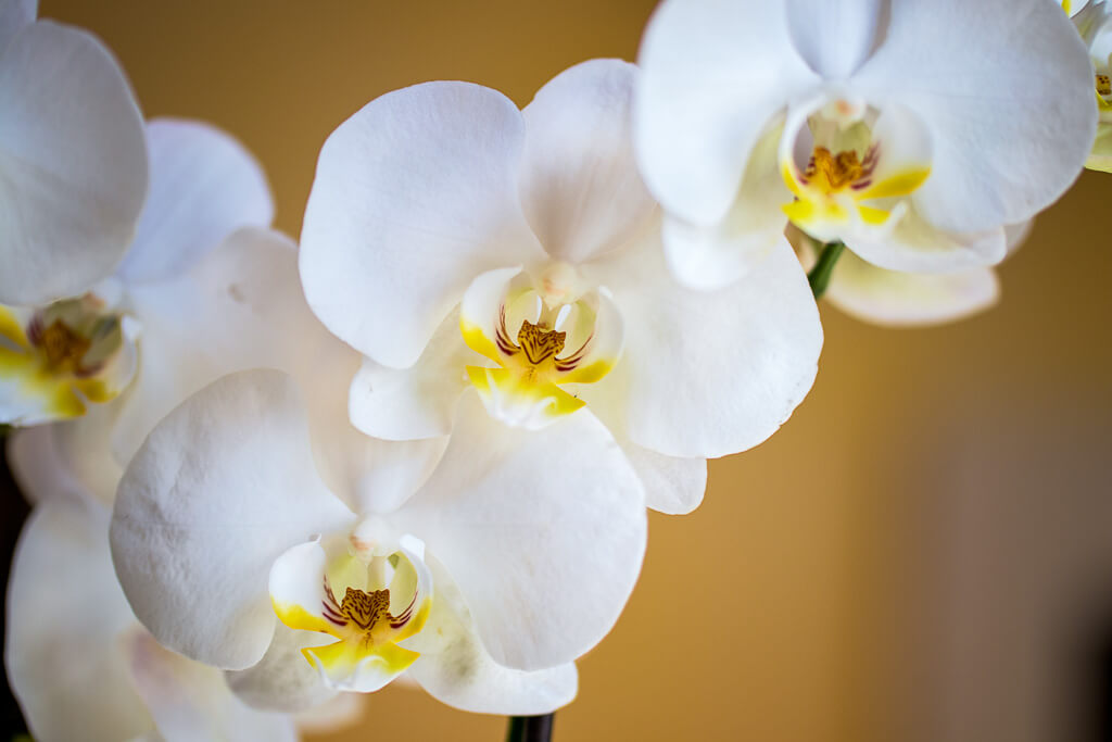 A macro picture image of a white orchid flower with yellow centers.