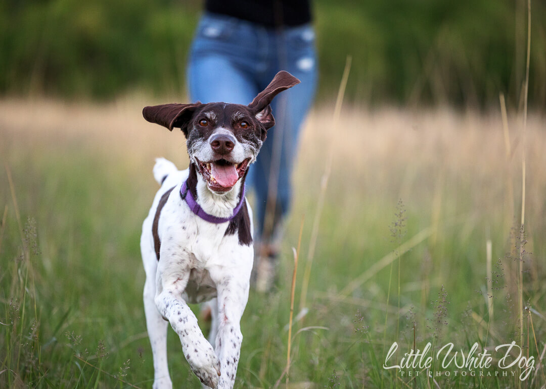 German shorthaired pointer running through the field with his owner towards the camera.