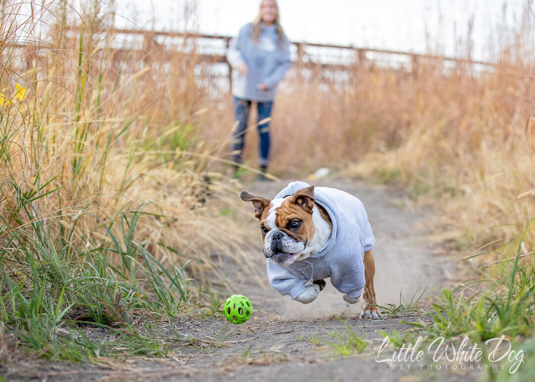 Bulldog in grey hoodie chasing a green ball