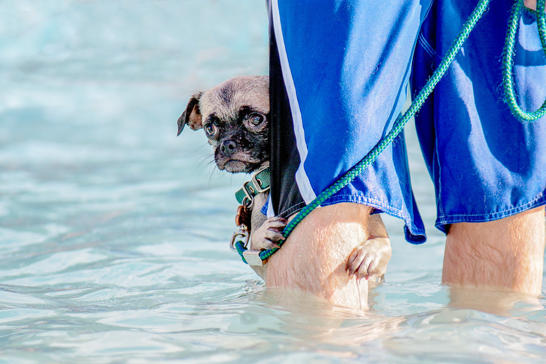 Little pug in the water holding onto his owner's leg with a scared look on his face