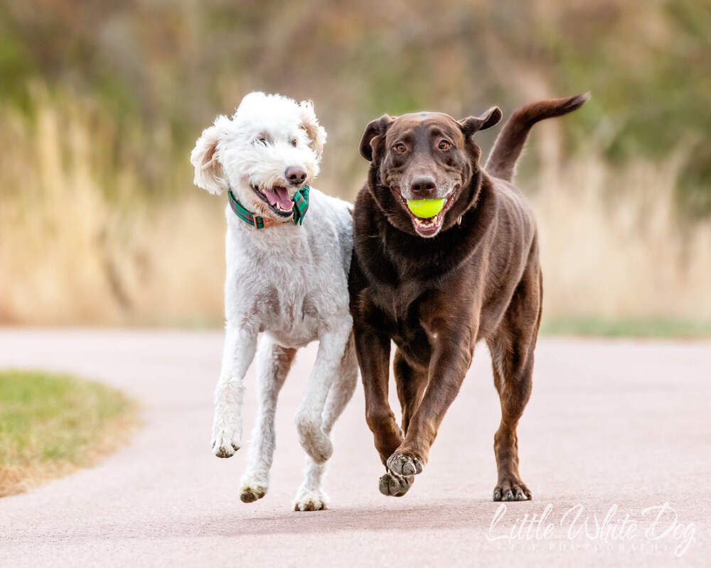 Chocolate lab and white doodle running side by side with huge grins on their faces.