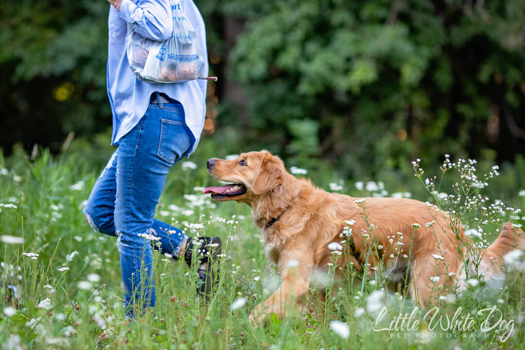 Golden retriever following owner in a field of flowers looking at a treat hanging out of her bag