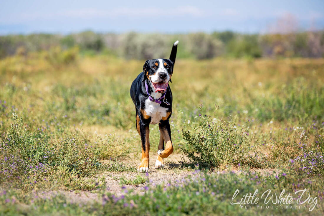 Greater Swiss Mountain dog running through the field with big smile on her face.