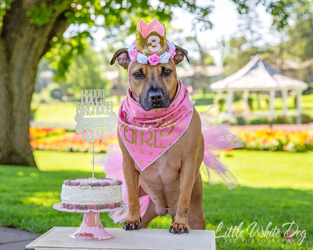 Pitbull celebrating her 3rd birthday in pink tutu, tiara, and birthday cake.