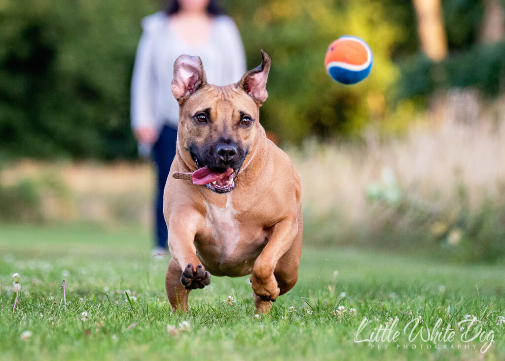 Pitbull chasing a blue and orange ball.
