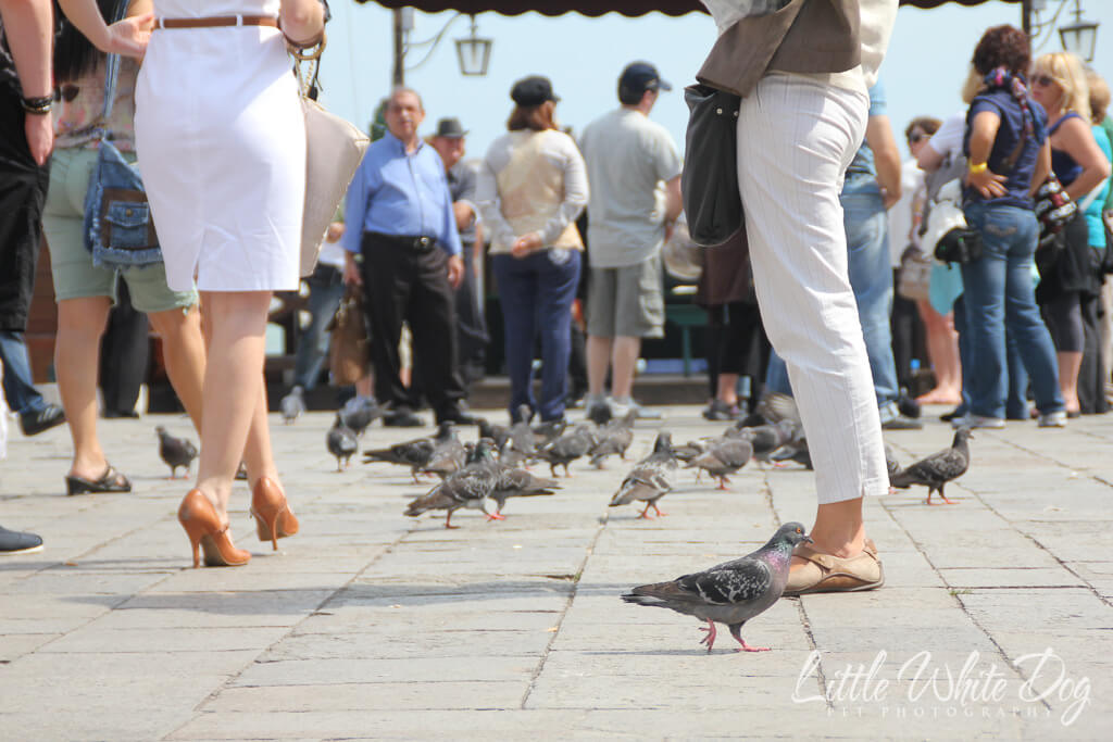 A picture of pigeons walking amongst human feet at St Mark's Basilica in Venice Italy.