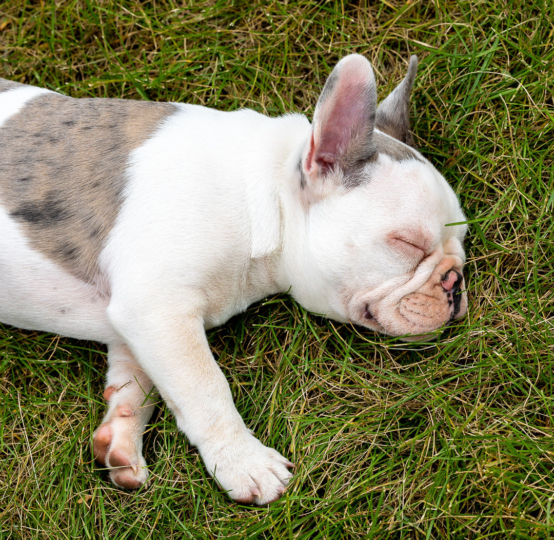 French bulldog puppy taking a nap in the grass.