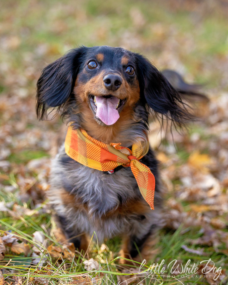 Long haired dachshund smiling
