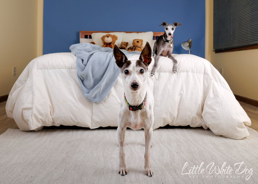 Two Italian greyhounds in a bedroom