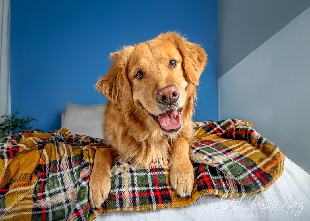 Golden retriever smiling looking over the edge of the bed in a brightly colored bedroom.