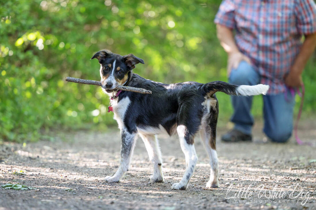 Border collie puppy holding a stick in her mouth.
