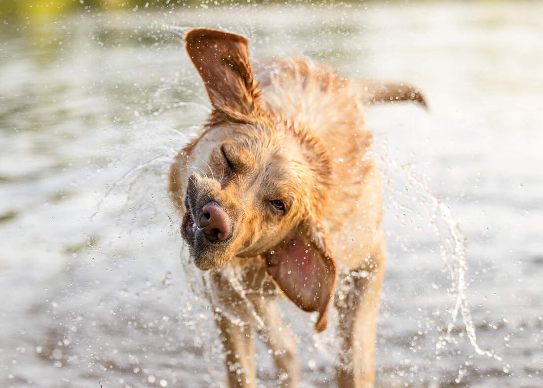 A Yellow lab shaking water from his fur while standing in a lake.