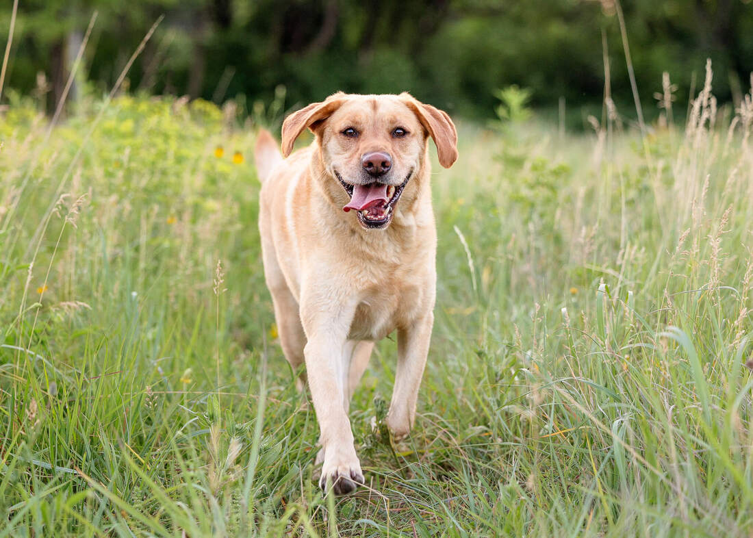 A Yellow lab running through a green field of tall grasses.