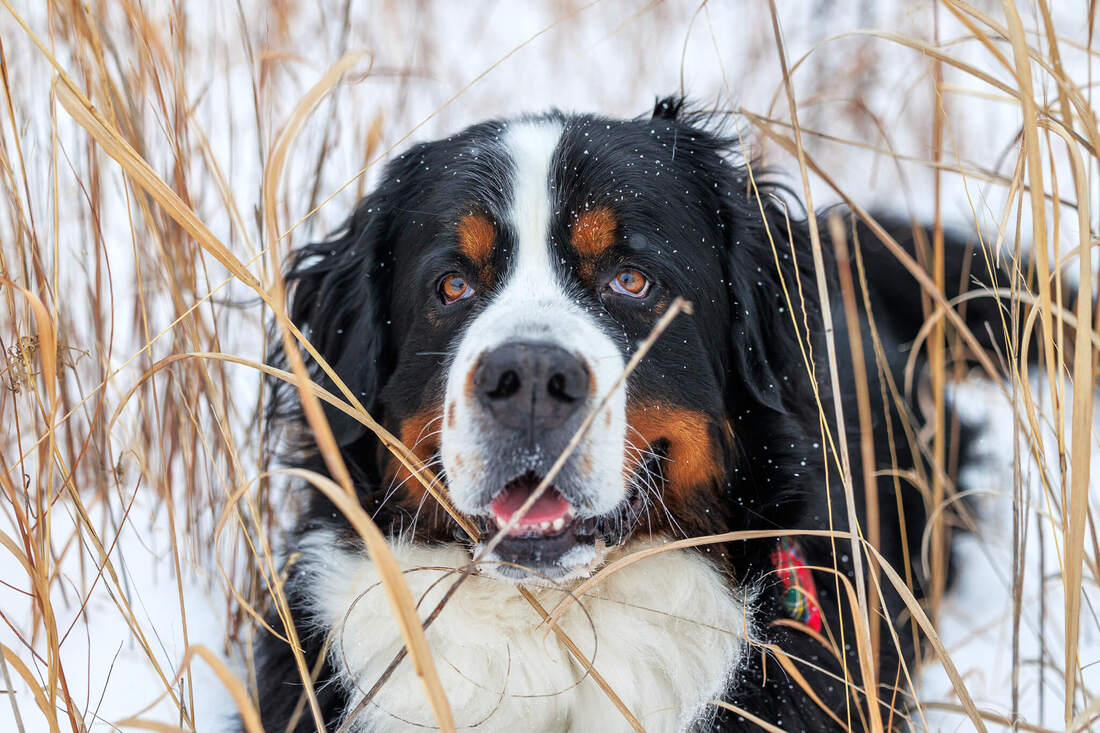 Bernese mountain dog- laying in the snowy grasses