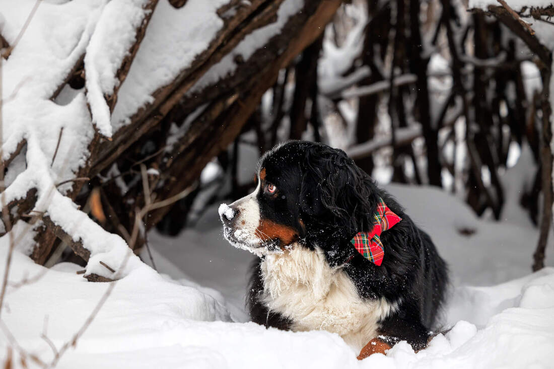 Bernese mountain dog sitting in the snow under a branch hut