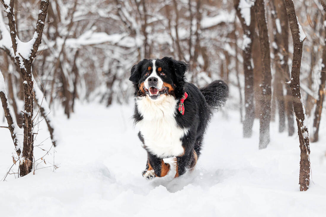 Bernese mountain dog running through a snowy forest