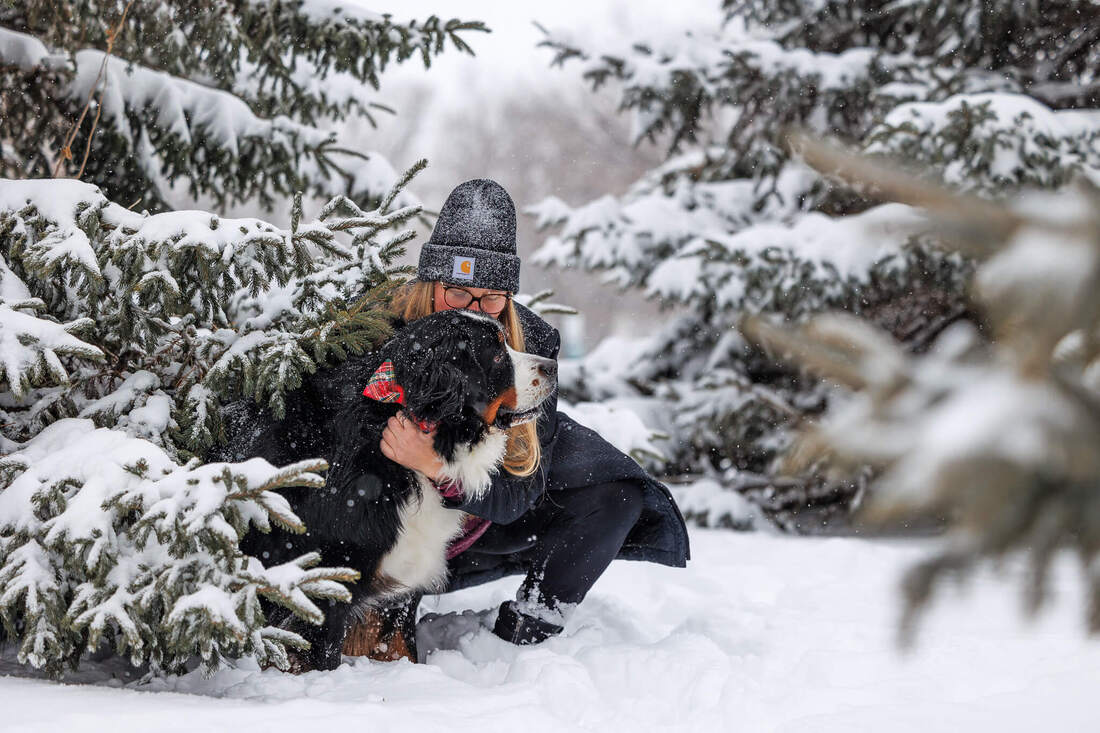 Bernese mountain dog in snowy evergreens with human