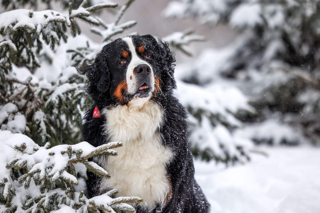 Bernese mountain dog in the snowy trees