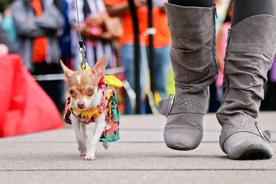 Tiny chihuahua walking at owners feet in the Cinco de Mayo Chihuahua Fashion Show in Sioux Falls