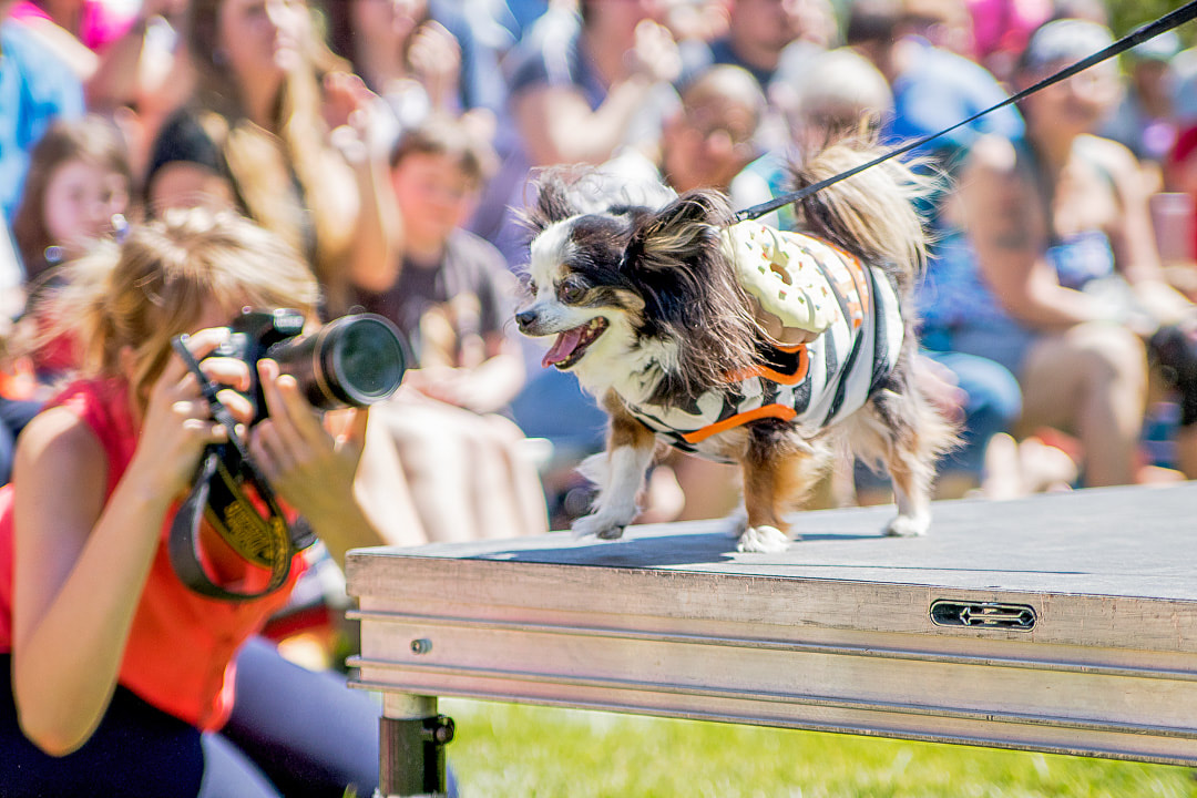 Long haired chihuahua in the Cinco de Mayo Fashion show in Sioux Falls