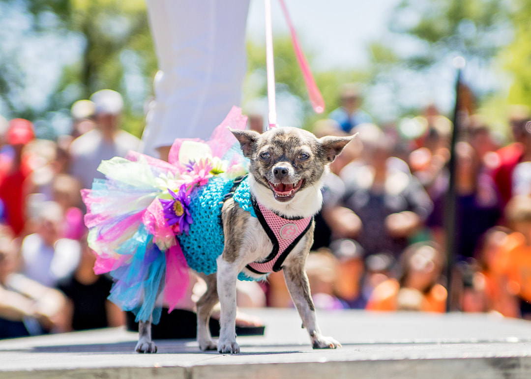 Chihuahua wearing a tutu in the Cinco de Mayo Chihuahua Fashion show in Sioux Falls