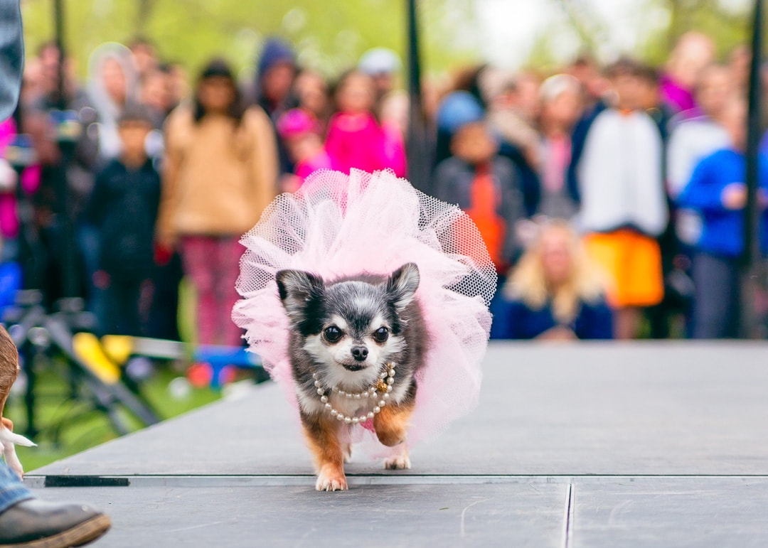 Chihuahua in a pink tutu in the Cinco de Mayo Chihuahua Fashion Show in Sioux Falls