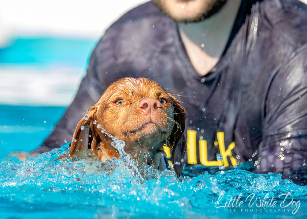 Britney Spaniel swimming in the pool with the help of her owner at dock diving lessons