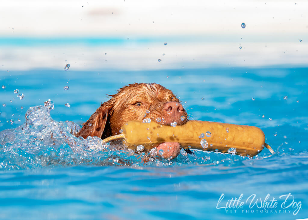 Britney spaniel retrieving a toy in the pool at dock diving lessons