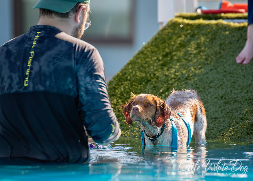 Britney Spaniel looking at owner as he tried to coax her into the swimming pool at dock diving lessons