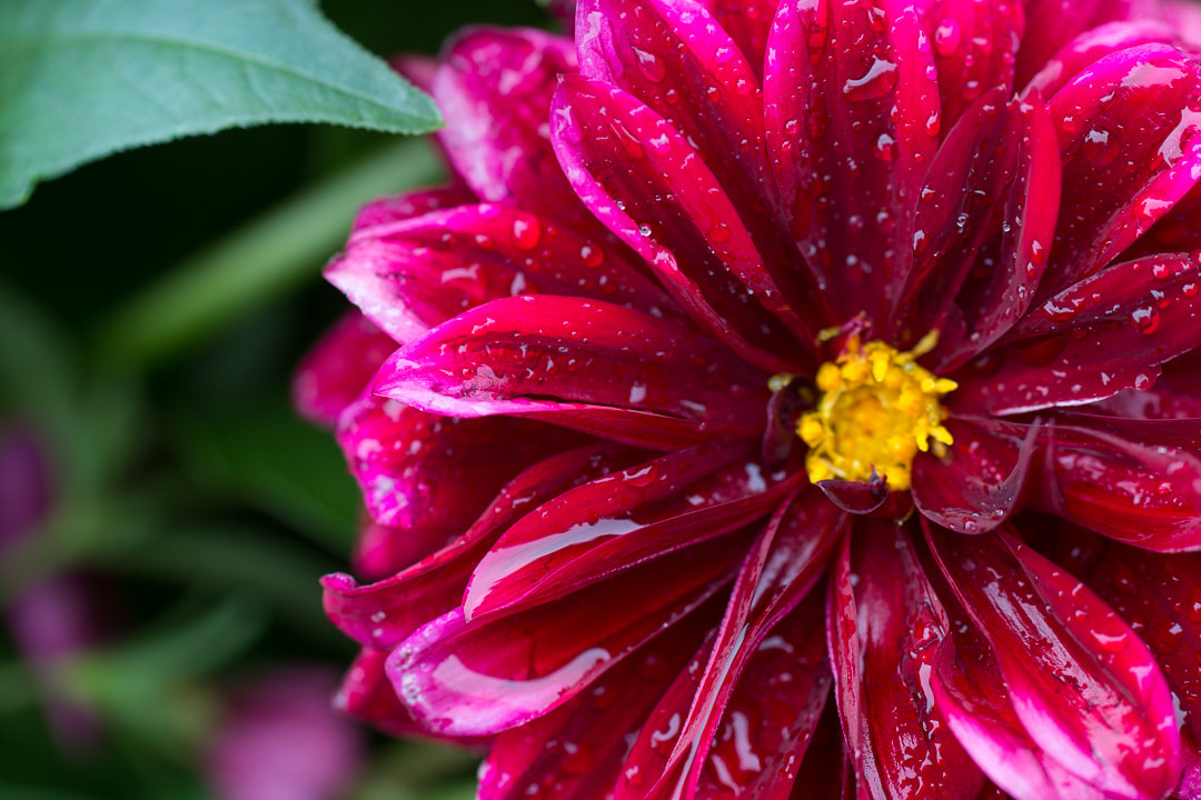 Close up picture of fuchsia dahlia flower after the rain