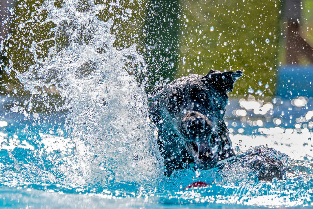 A Black lab in the pool swimming for the first time making the biggest splashes ever seen
