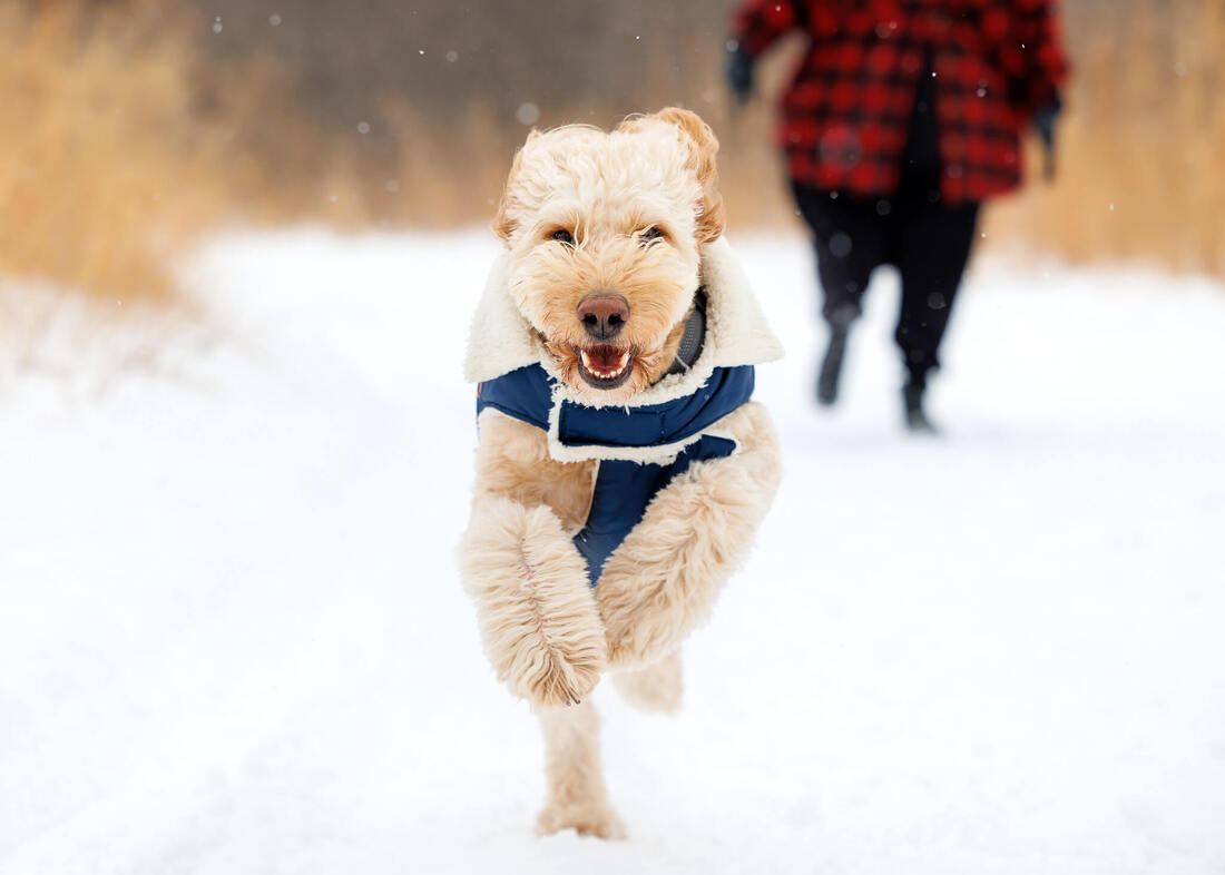 Golden doodle dog running towards camera in the snow