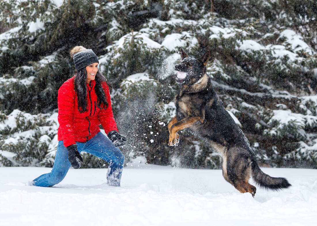 German shepherd playing in the snow with human