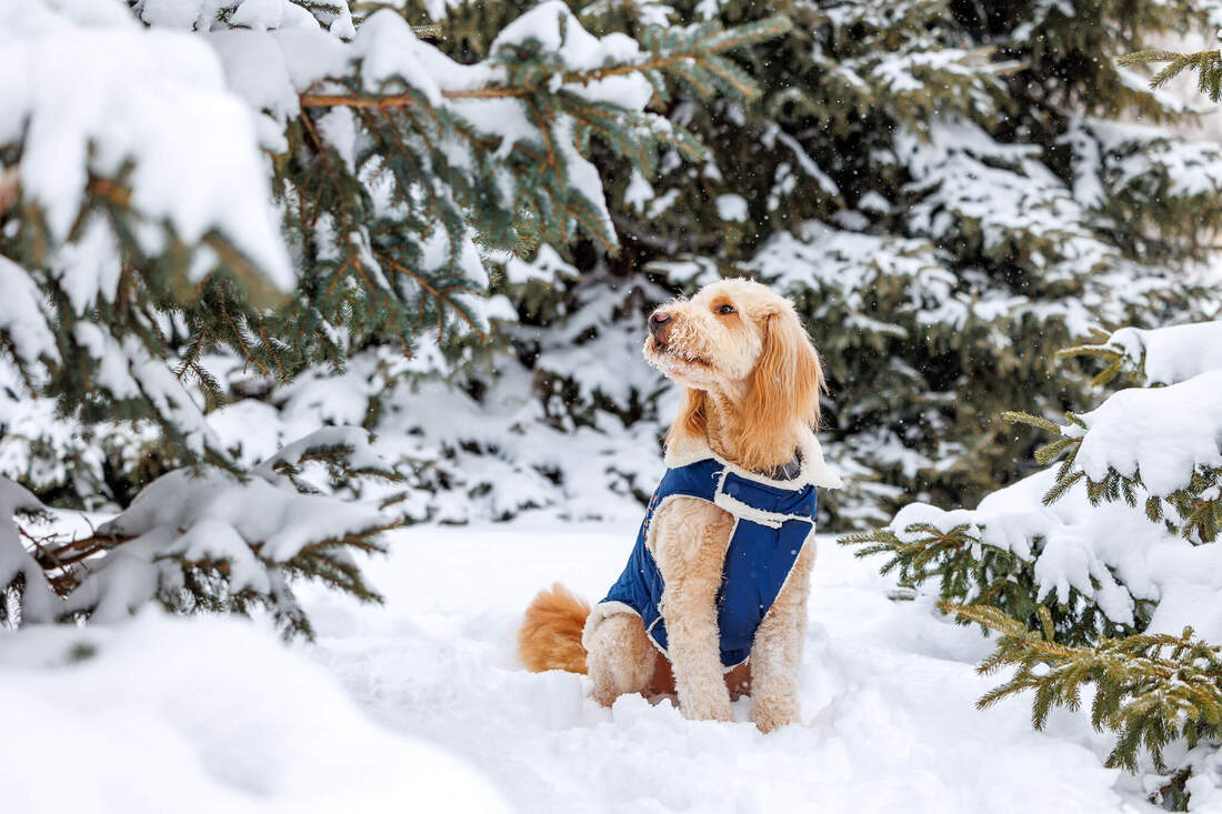 Golden doodle dog posing in the snowy trees