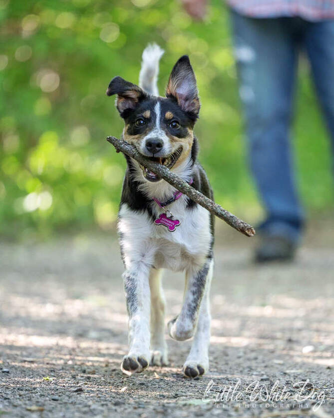 Border collie puppy running towards camera with a stick in her mouth.