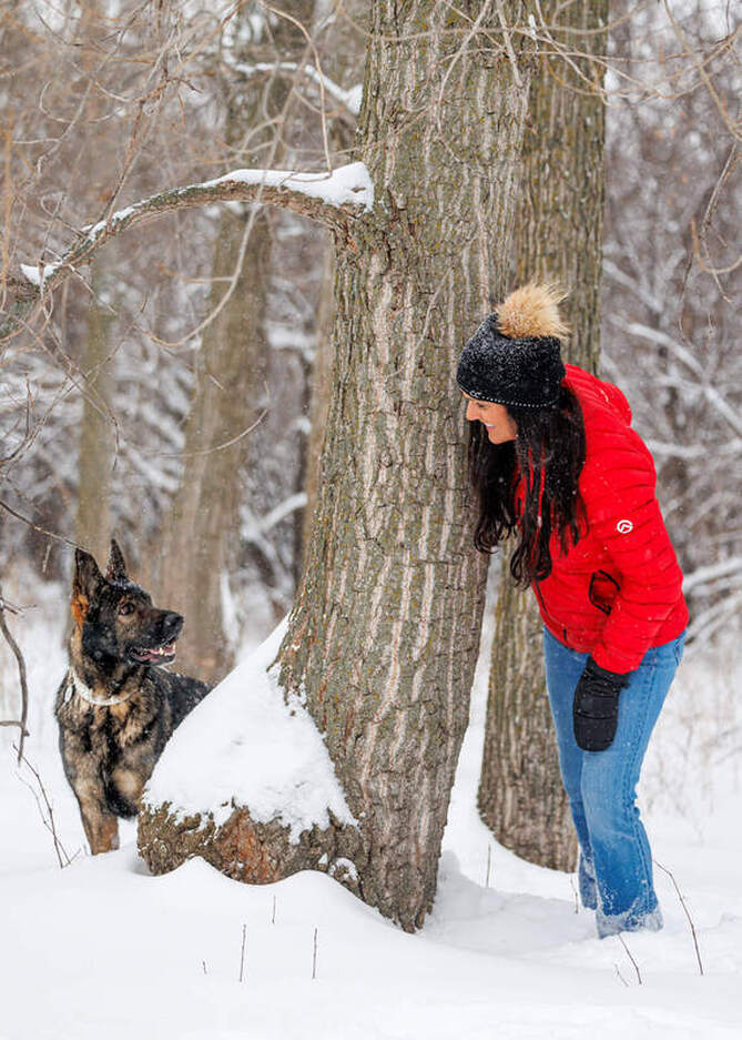 German shepherd playing hide and seek with human in the snow